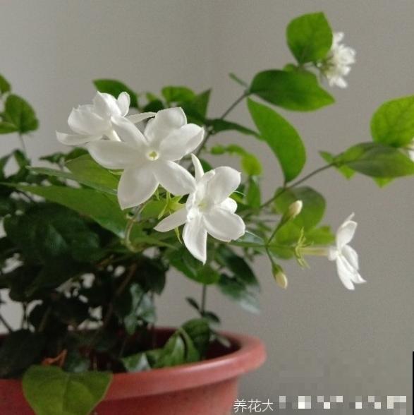 晒不死的8种花，越晒开花越多，一口气开半年！