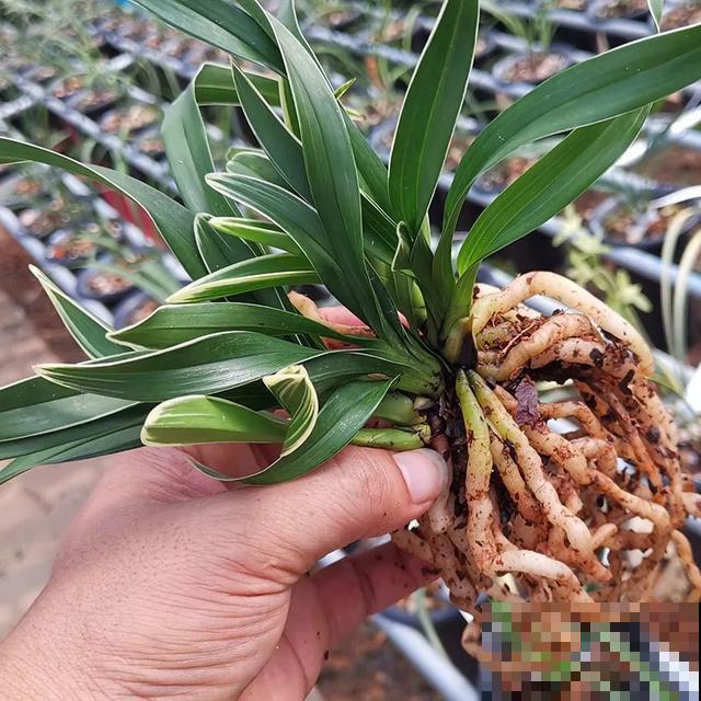 6种兰花，一开花香飘满屋，越养越值钱！