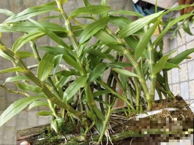 人养花，花也养人，9种花能治病，连医生也爱养！