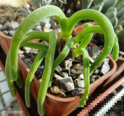 这8种植物，开花像个小动物，萌死人了！