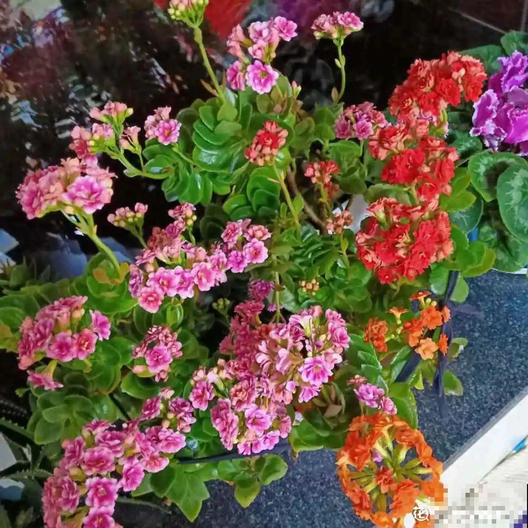 3种花，开败后狠心剪个秃头，下次开花会更猛！