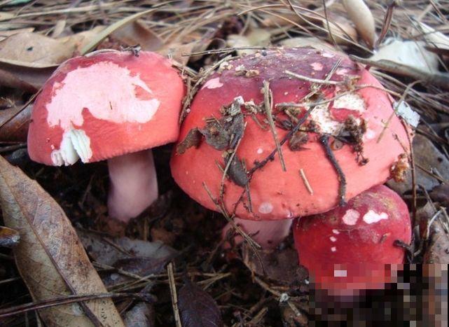 上山挖到红蘑菇，大家不敢吃便丢掉，查了才知道价值很高！