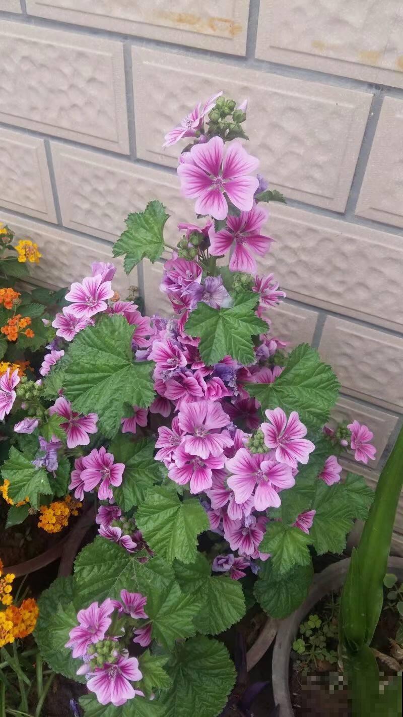 院子里插几根枝，2个月长出花蝴蝶，谁见了都眼馋