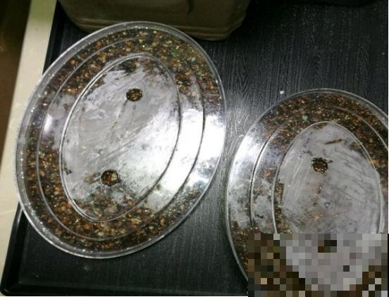 玉露1盆变10盆，根本不用叶插，学会这招就可以！