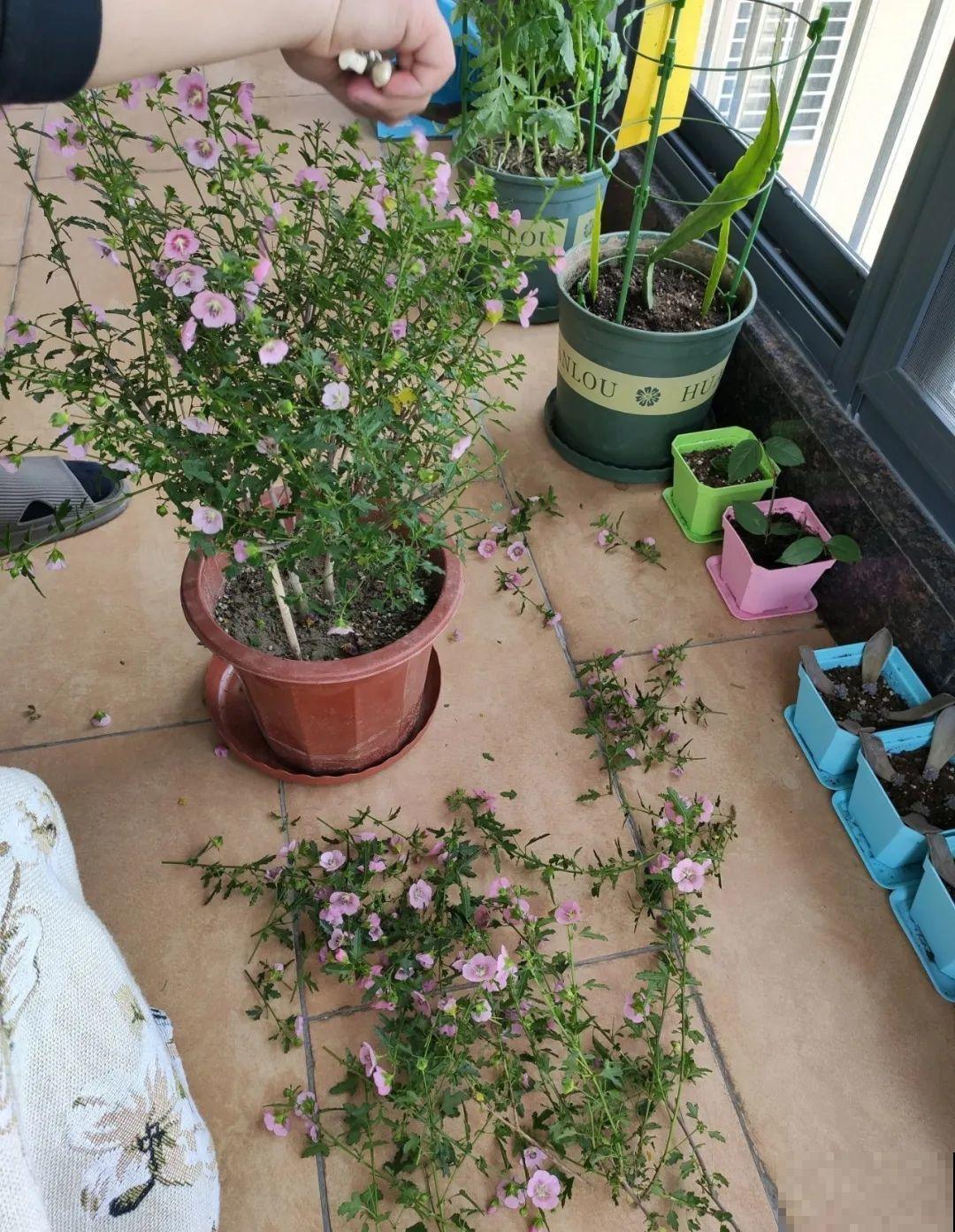 3种花，开败后狠心剪个秃头，下次开花会更猛！
