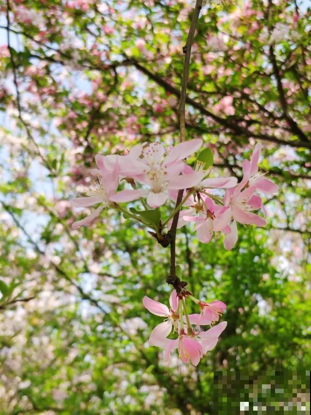 阳春三月，出门踏青，原来有这么多漂亮花！