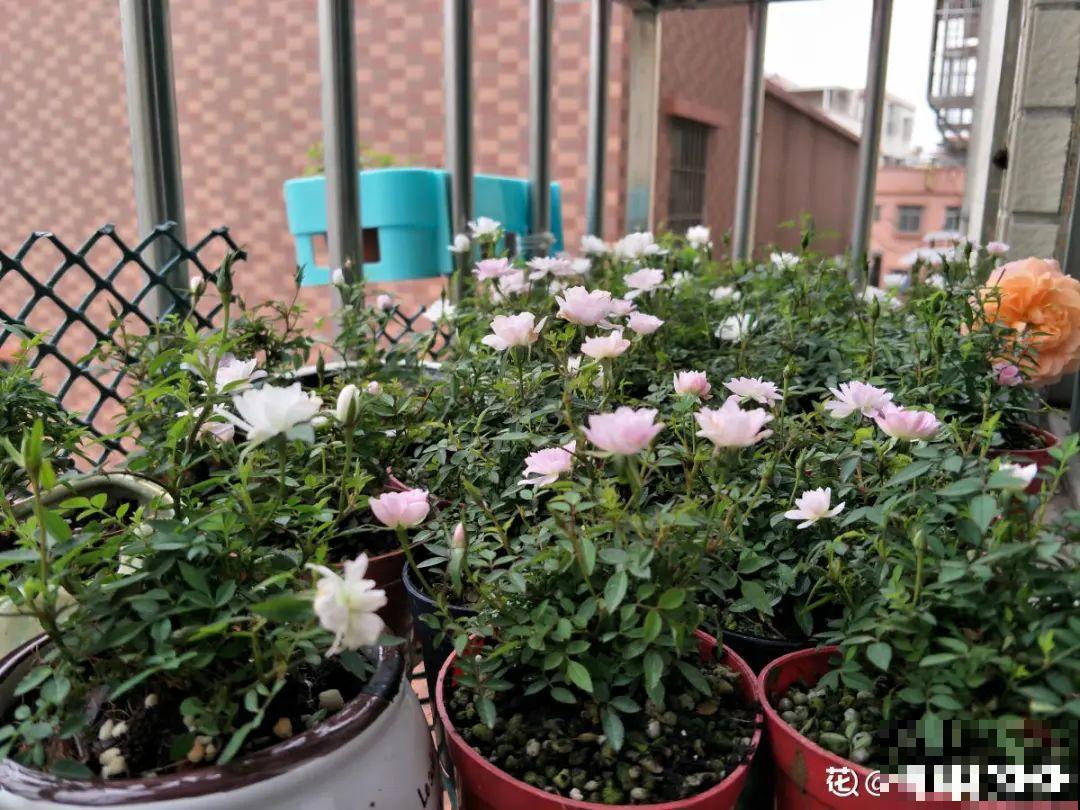 公认难养的6种花，新手慎买，养不活还浪费钱