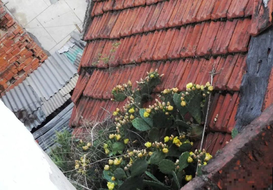 7种花，一开花就是一片花海，太震撼！