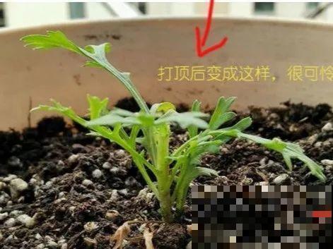 橡皮树春天要打顶，独杆变成大伞盖，叶子挤满盆！