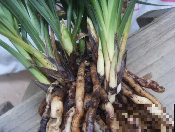 8种花，开完花别急着丢，剪一刀还能继续开