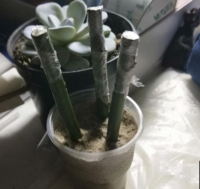 普通的月季苗，他养2年，变成一棵大花树，咋做到的？