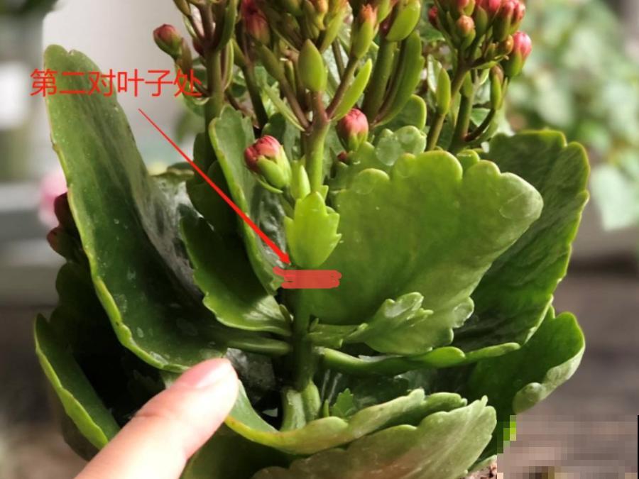 8种花，开完花别急着丢，剪一刀还能继续开