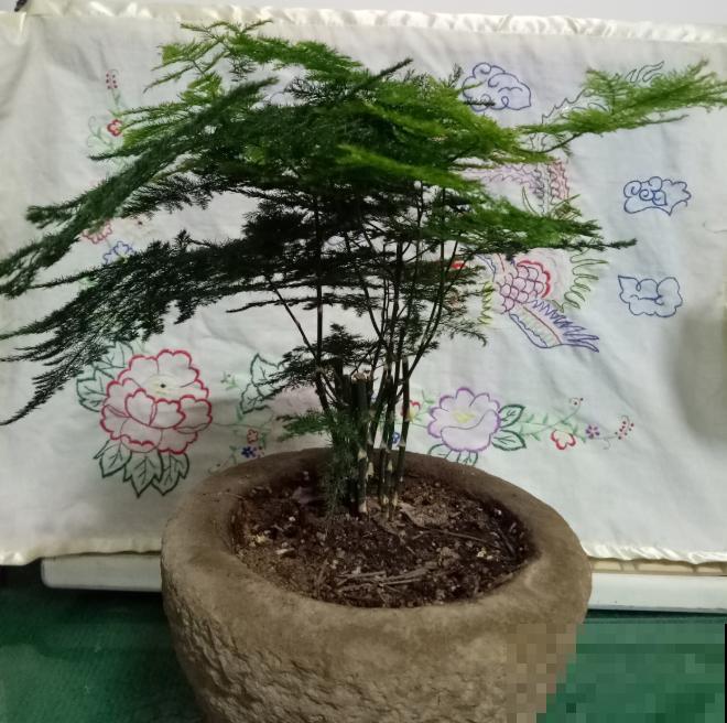 超耐阴的文竹，3个小手段，养成绿油油的小森林！