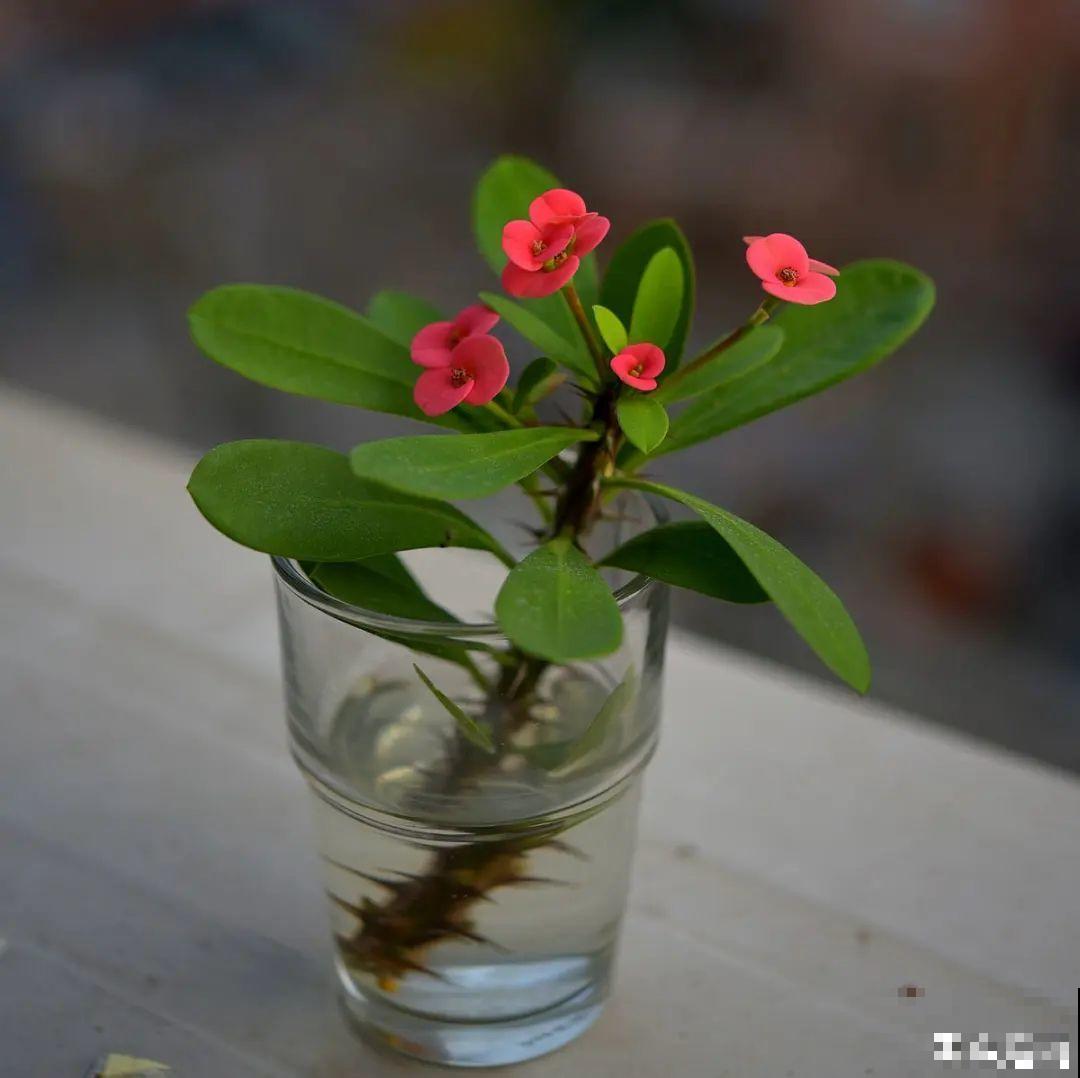 10种耐旱植物，平时少浇水，开花更准时！