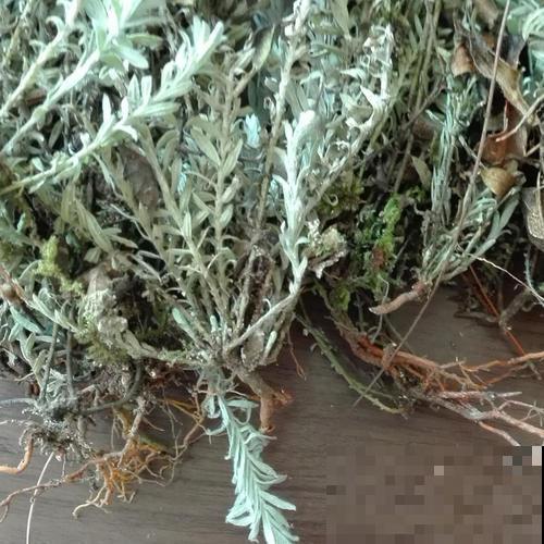 野山上长的野草，还有大价值，很多药店都高价回收！