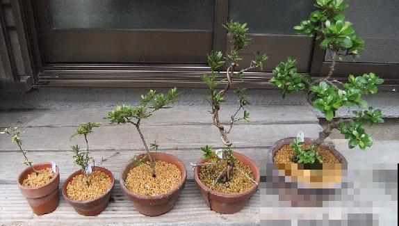 最难浇水的一种花，浇多浇少都不行，养一盆死一盆！