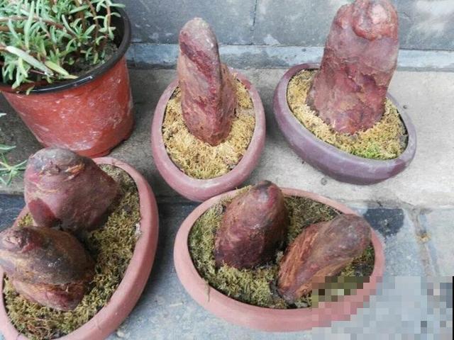 春天买花要注意，6种花千万别买，都是骗人的！