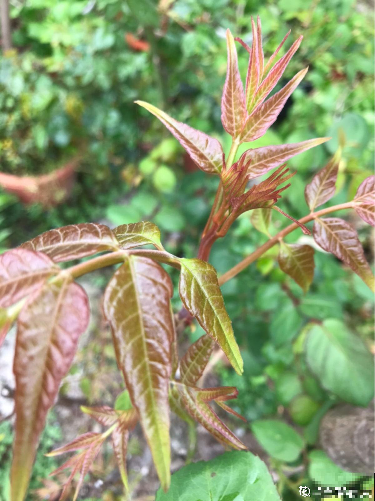 2种野菜，光听名字好像就能闻到味儿，有人喜欢有人厌
