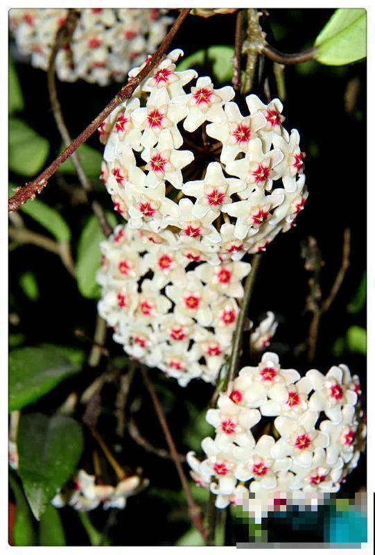 7种花要慎养，房前屋后都爬满，邻居有意见！