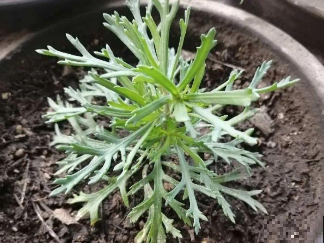 橡皮树春天要打顶，独杆变成大伞盖，叶子挤满盆！