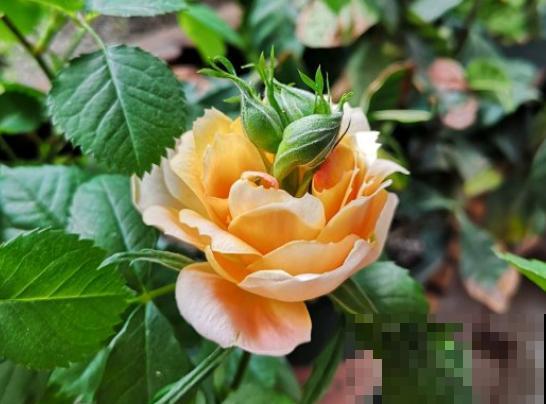 最丑月季花，不服来战，看完眼睛要瞎了！