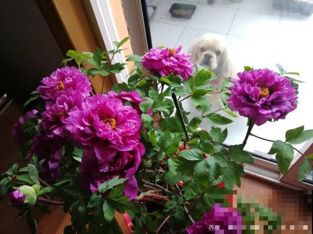 春天最大气的花，开出第一朵，就惊艳全场！