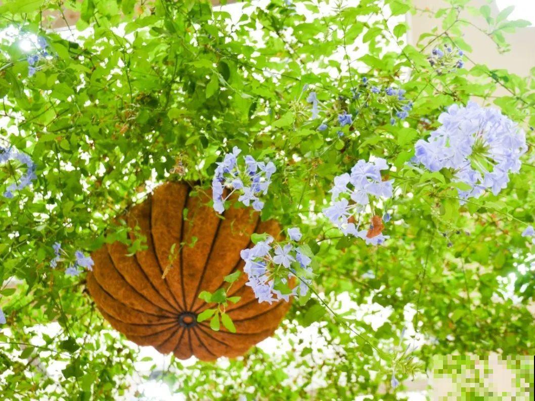 家里有这6种花，赶紧挂起来，长的快、开花一年比一年多！