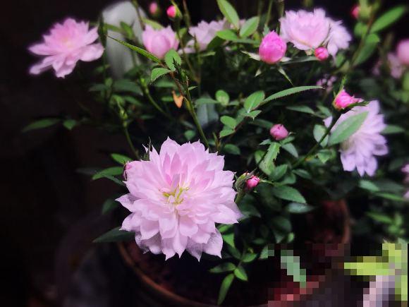 迷你月季，开花只有指甲盖大，却比普通月季贵几十倍！