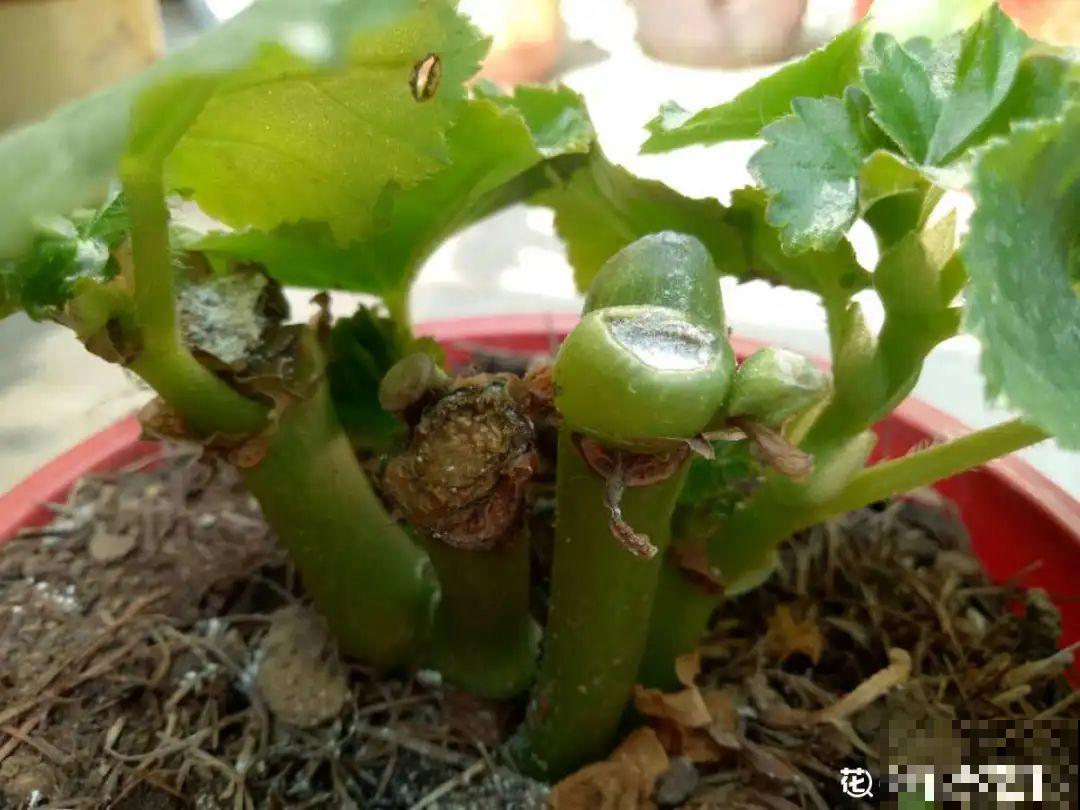8种花，开完花别急着丢，剪一刀还能继续开