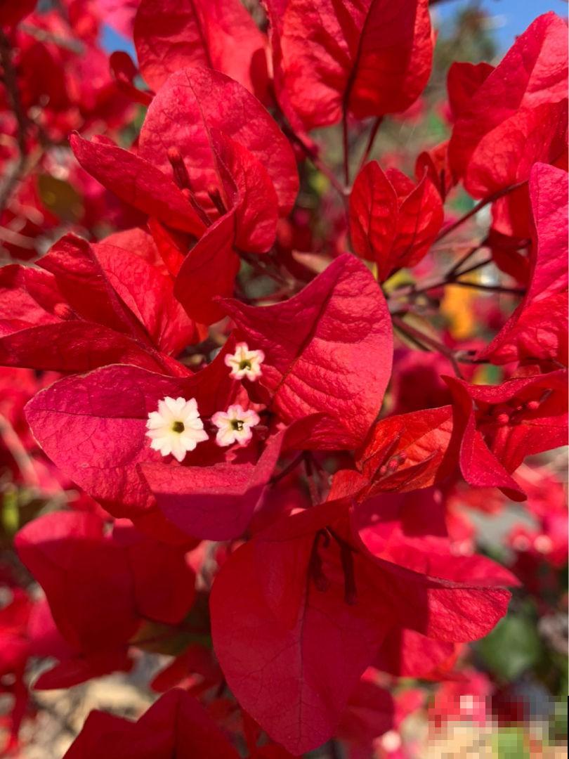 花养成光杆司令，别急着丢掉，剪一剪，晒一晒，还能重新发芽