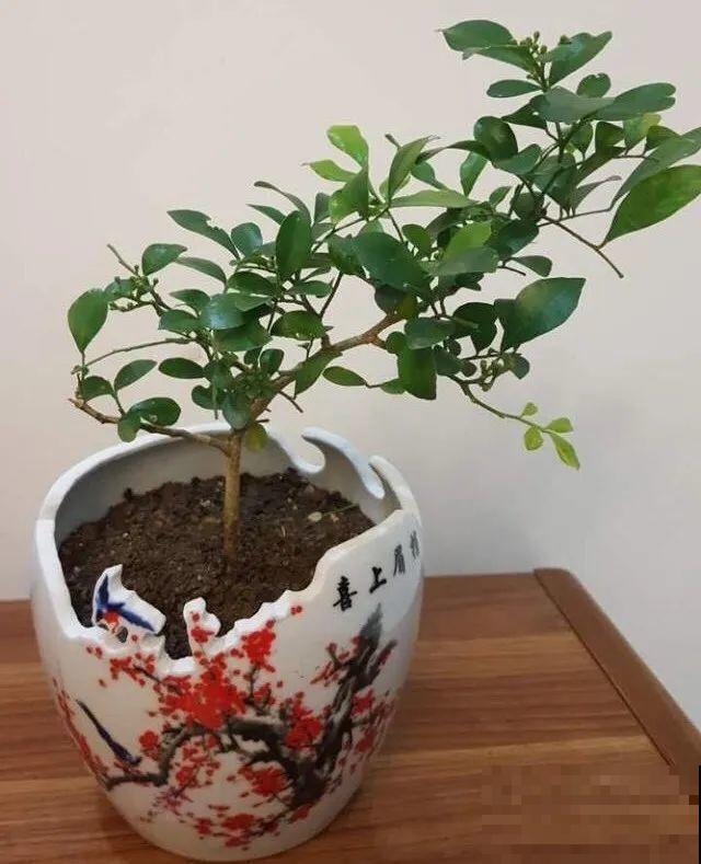 养花从不买花盆，都是这些东西做的！