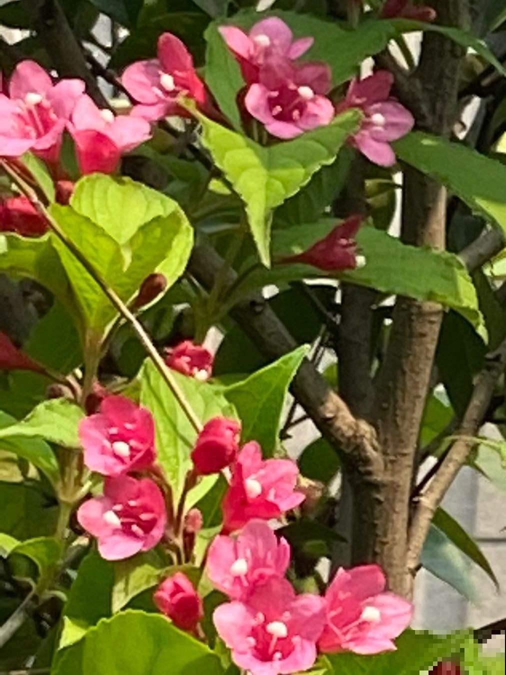 锦带花正迎来最旺期，繁花似锦好圆满，看着就满满幸福！