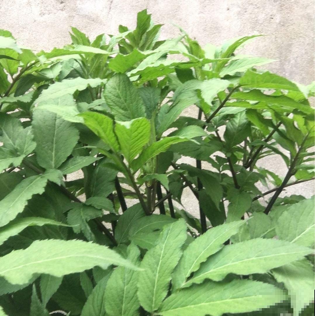 接骨草真的能接骨吗？农村地区的宝贝草，见到可不能放过！