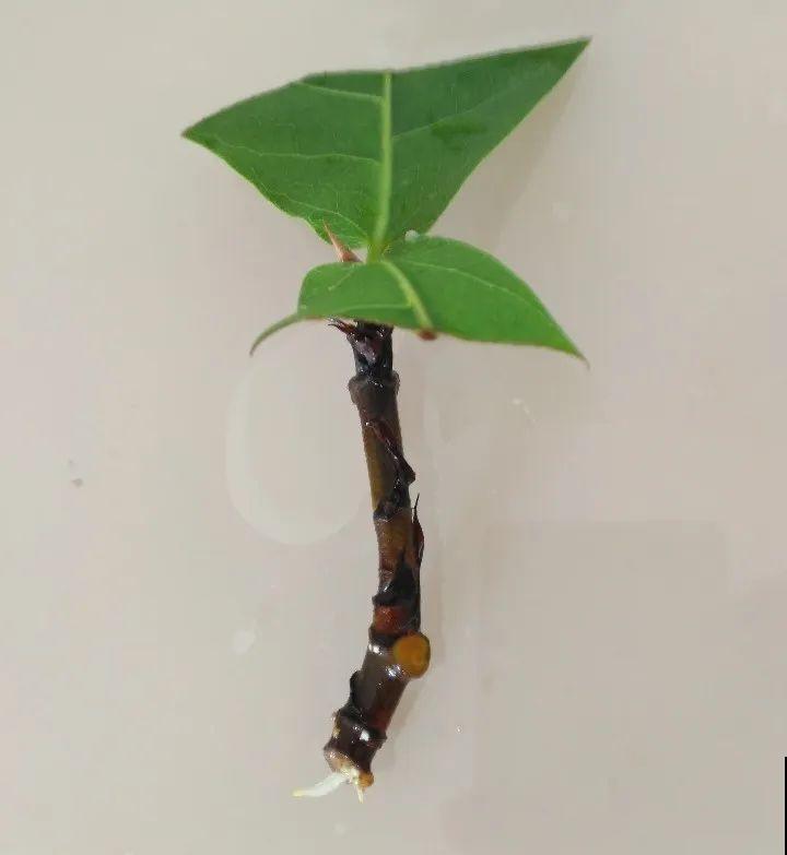 橡皮树春天要打顶，独杆变成大伞盖，叶子挤满盆！