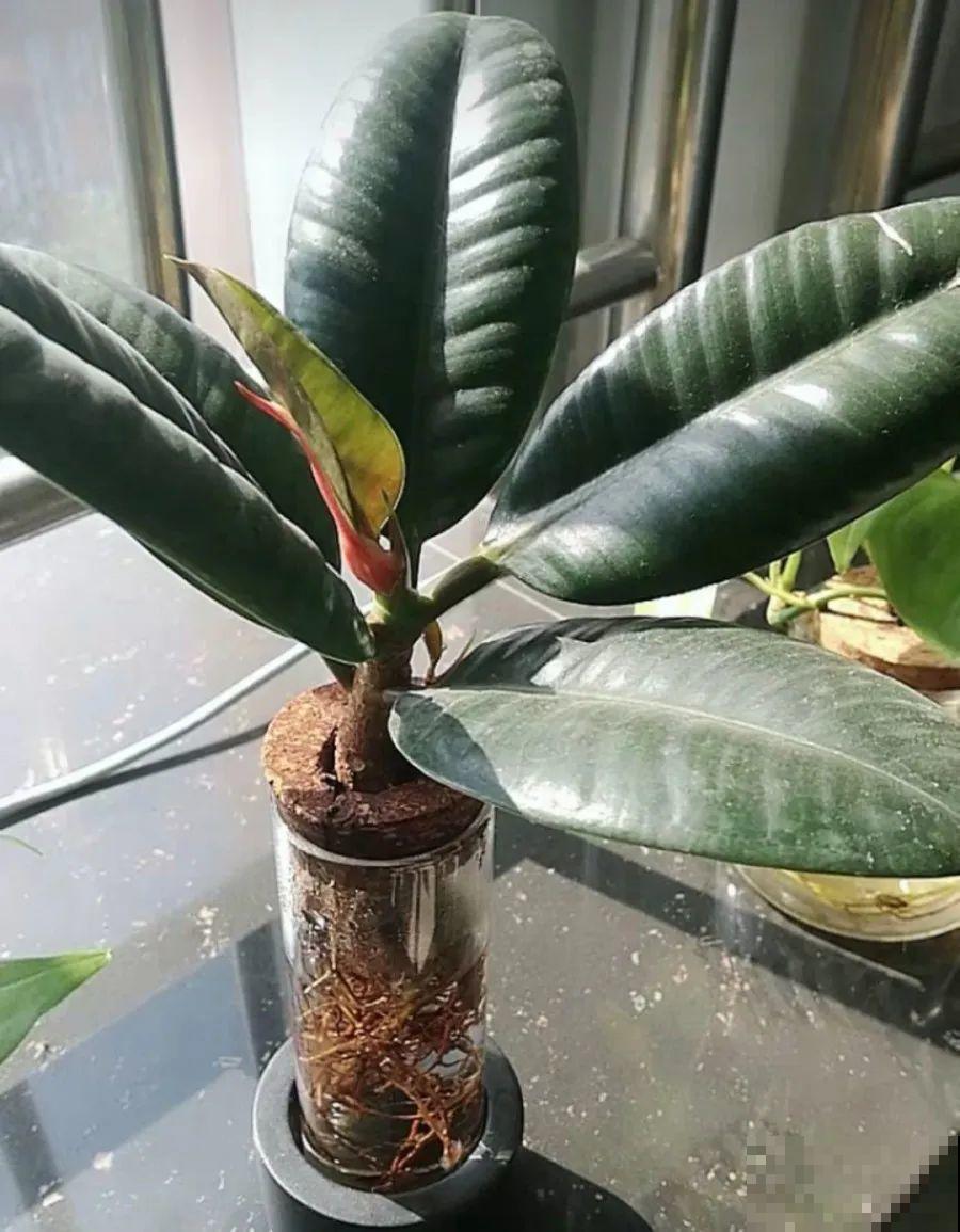 15种花超好活，掰个叉丢水里，自己发芽开出花！