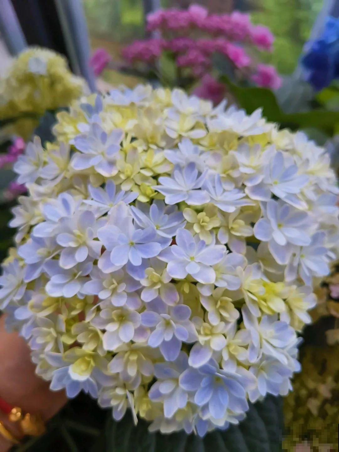 封闭阳台养花，防盗窗有大用，1平米也能变花园！