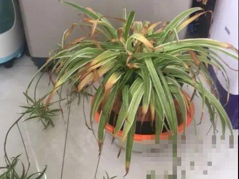 10种花，春天不能晒，躲屋里最安全！