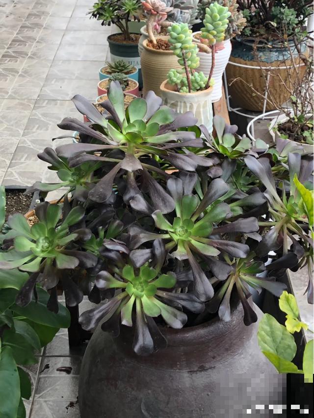 路边捡点它，肥土全搞定，再也不用花钱买