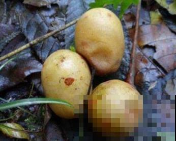 野外偶遇鼻涕果，立马捡起来塞嘴里，还挺好吃！
