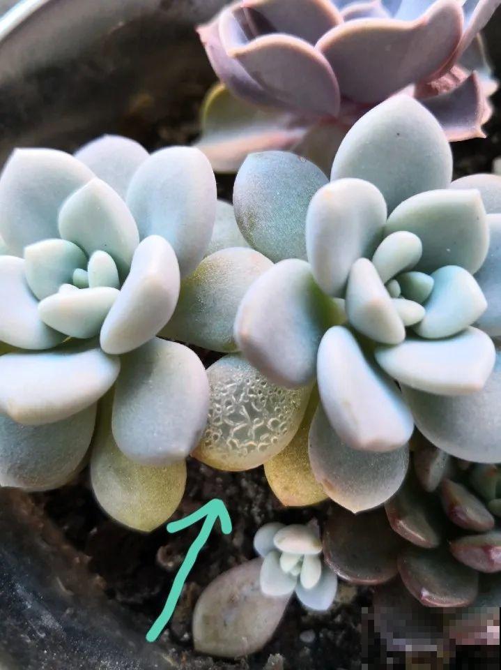 花叶子噗噗冒水珠，恭喜你，把花养灵了！