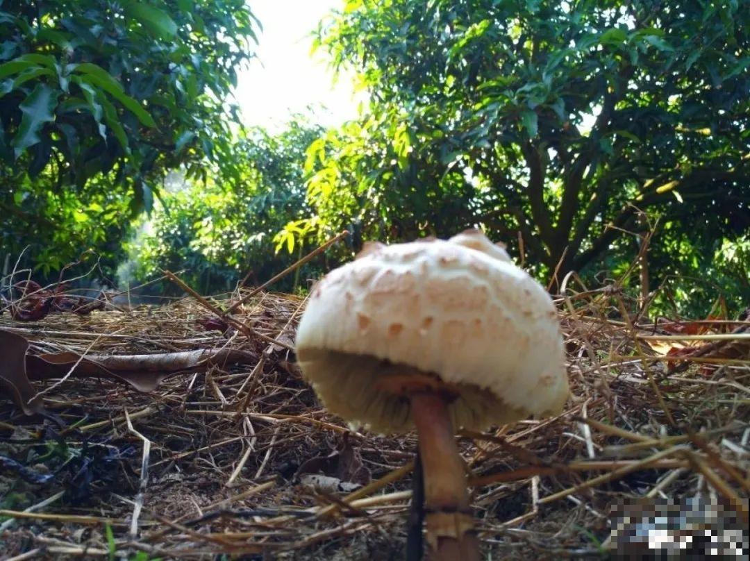 20种有毒花，看见绕道走，千万别去碰！