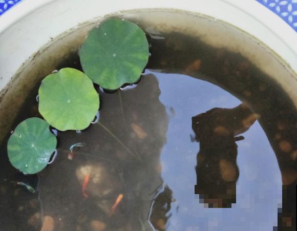 碗莲种植全过程，只要1个碗，开花惊艳无比！