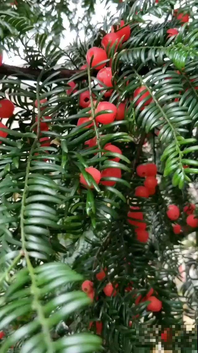 红豆杉为啥从不结红豆？原来是公的，配一对才能挂满红果子！
