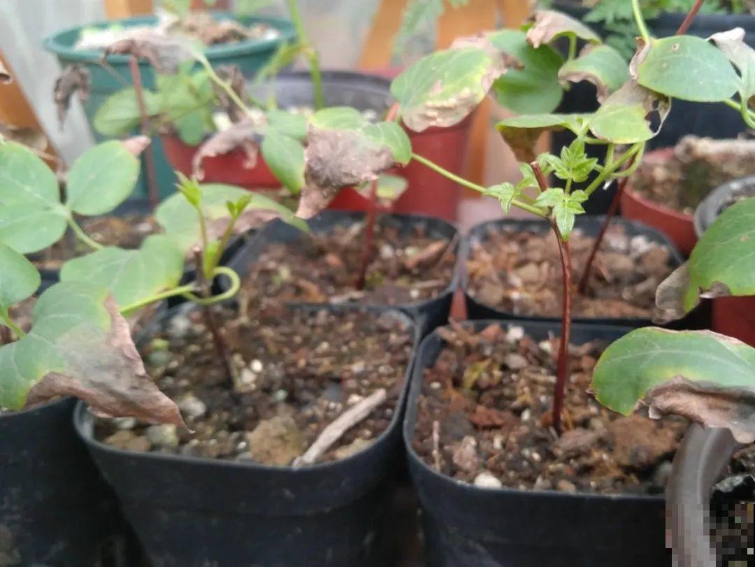 20种常见花，扦插方法大全，不用再花钱买了！