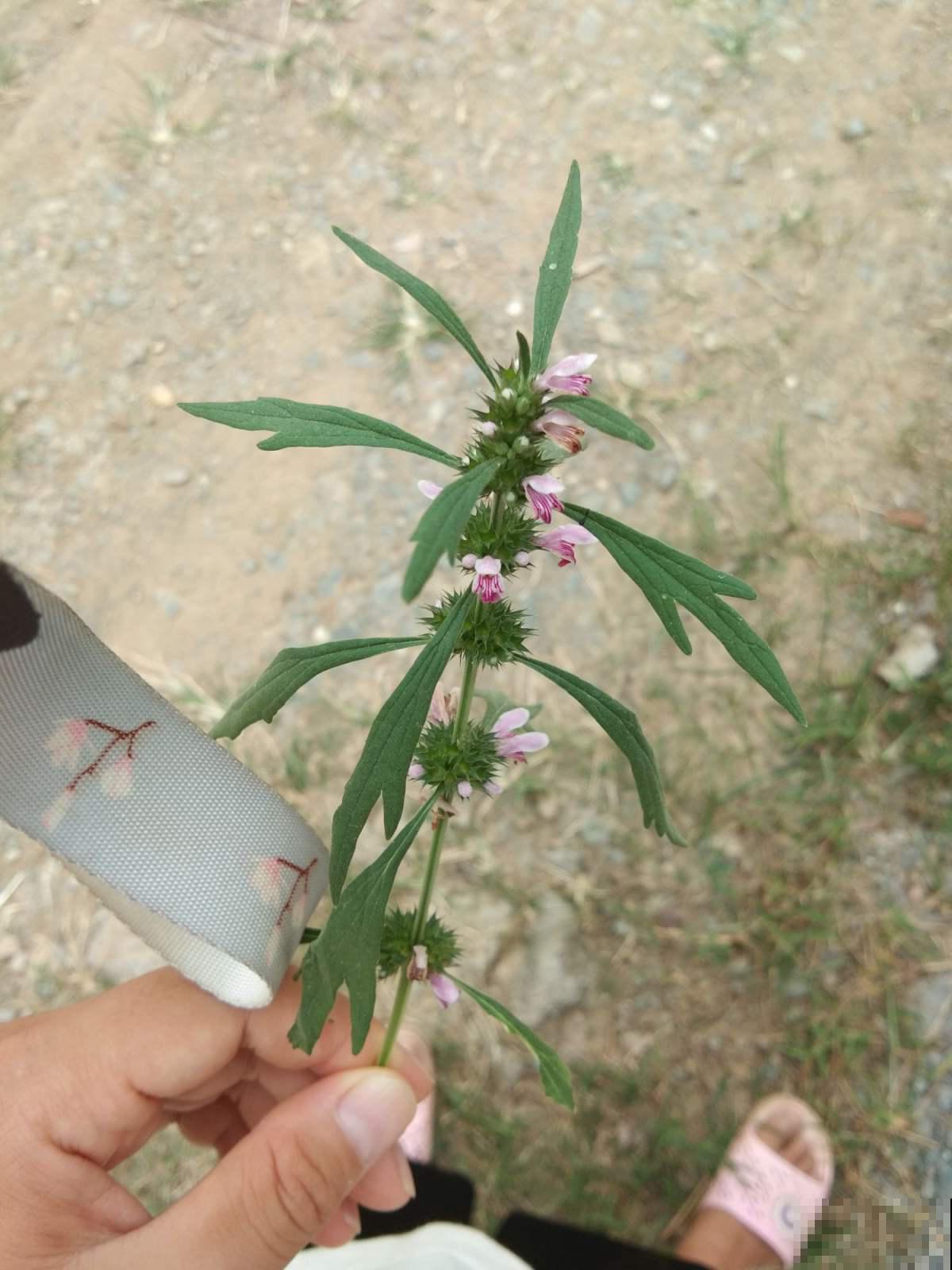 野生益母草能吃吗？看见赶紧采回家，能赏能吃作用大！