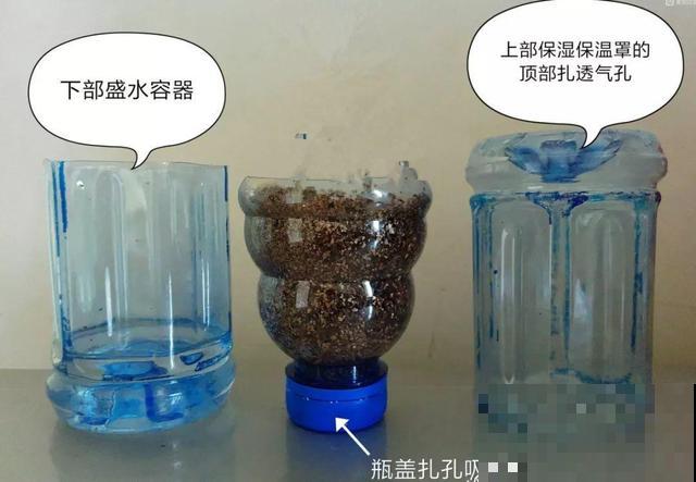 1个塑料瓶，居然有8种养花方法，省钱又好用！