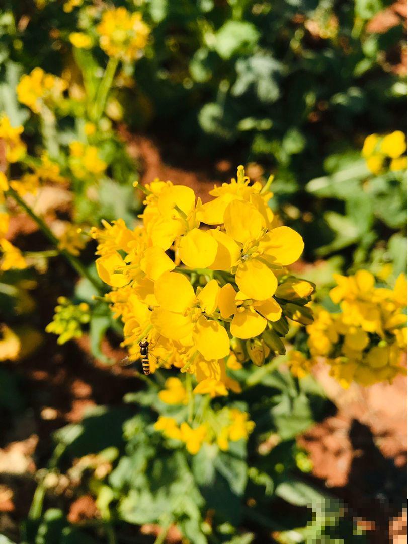 漫山遍野油菜花，到底和油菜有啥关系？原来家里也能赏！