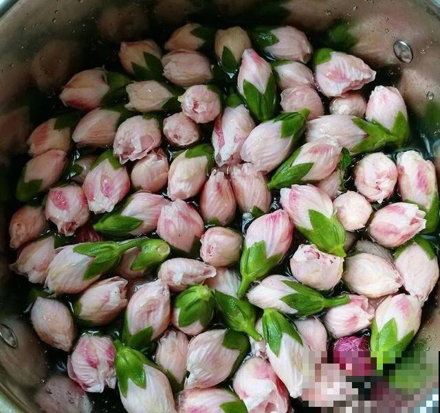 玉兰花真好吃，掐一把炒鸡蛋，竟然满嘴鸡肉味