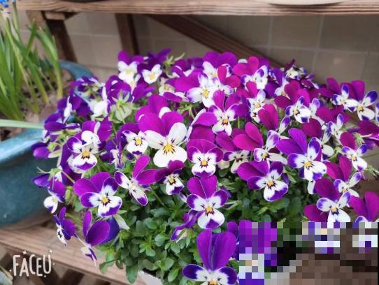 她在墙上、窗台挂了99盆花，齐齐开成大花球，路过的都惊叹！