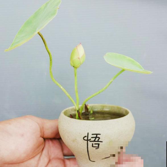 一个茶碗就能养的花，开花精致富贵，摆在窗台上档次！